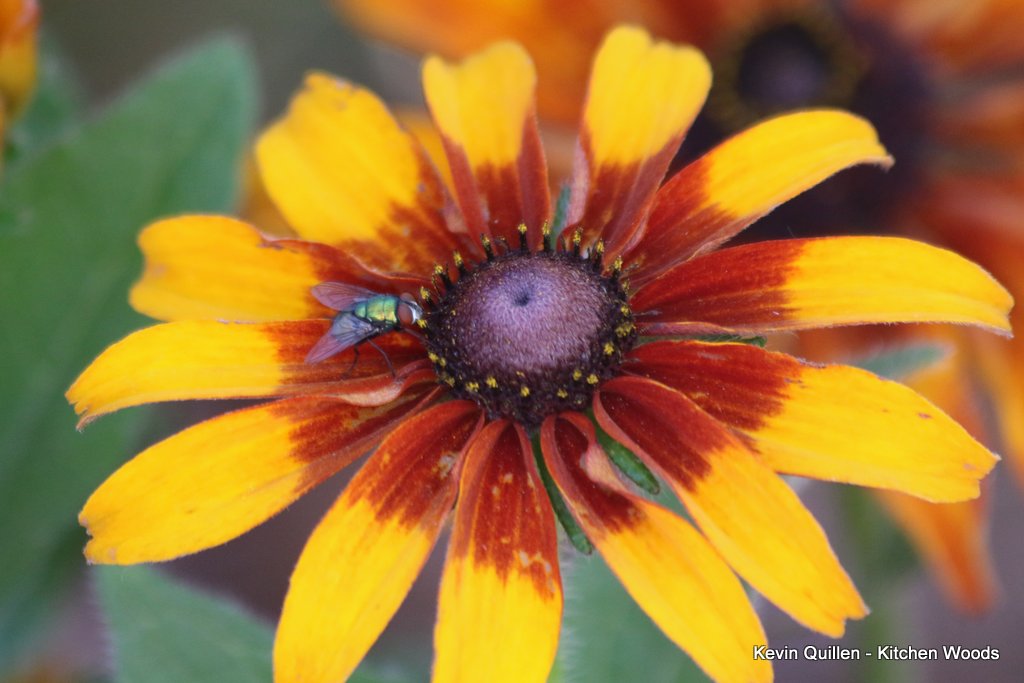 Fly on Rustic Black Eyed Susan